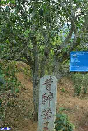 怎么形容老班章茶的口感与香气，感受王树与茶皇后的独特魅力