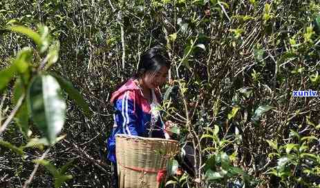 老班章古树茶胃难受