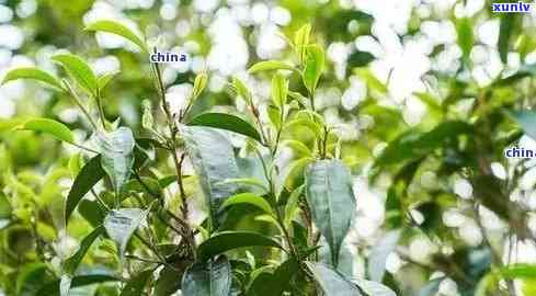 老班章普洱茶：探索春茶的多样化品种与种类