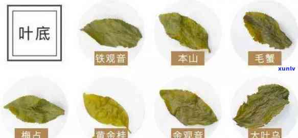 老班章叶片特征揭秘：形状、颜色与茶质的关系全解析