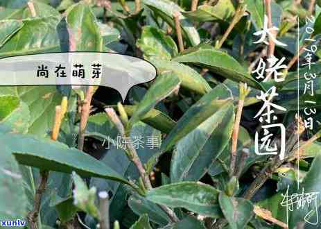 深入探究普洱茶与红茶的差异性：从 *** 工艺到口感体验