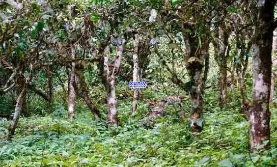 西双版纳布朗山老班章茶山古茶园基地：普洱茶的瑰宝与传承