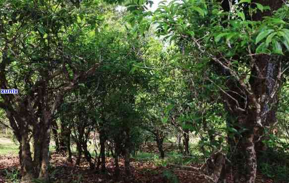 西双版纳布朗山老班章茶山古茶园基地：普洱茶的瑰宝与传承