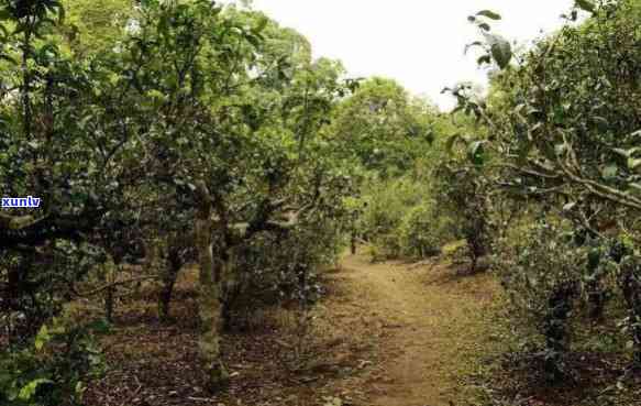 西双版纳布朗山老班章茶山古茶园基地：普洱茶的瑰宝与传承