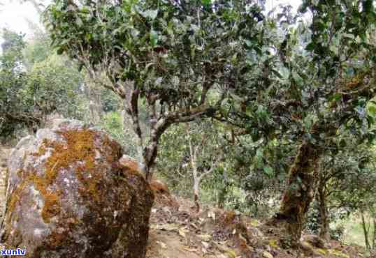 2021年老班章古树茶最新价格：熟茶、生茶及春茶价格对比分析