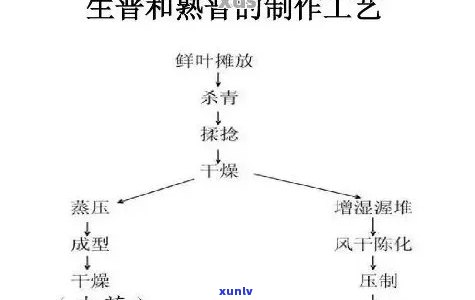 深入剖析熟普洱茶的工艺 *** 全流程与步骤