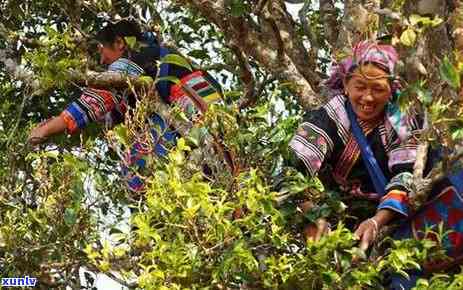 '七彩雀普洱茶值得收吗？2018云南七彩雀普洱茶，国礼1950,品质如何？'