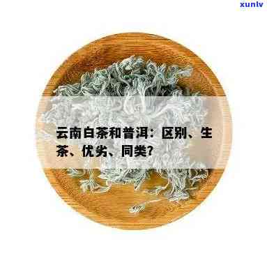 老班章茶：白茶与普洱之间的区别与选择