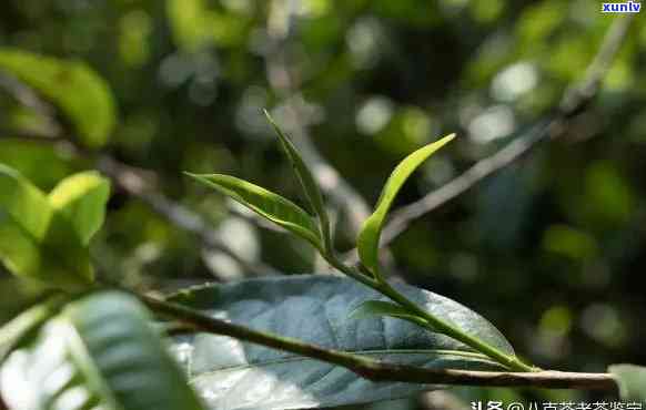 古树茶香：普洱芽茶的醇厚口感与独特风味解析