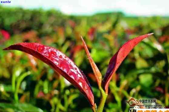 野生紫芽普洱茶：品种特点、 *** 工艺、品鉴 *** 及适合的饮用场景全面解析