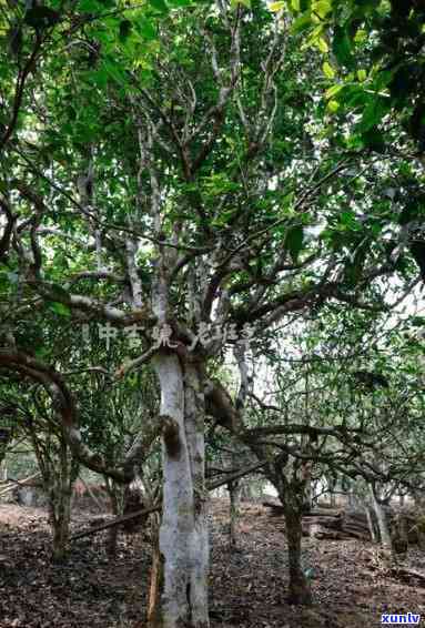 老班章古树龙珠：特点、价格与台瓶装茶