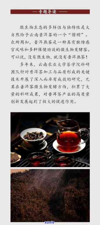 毅普普洱茶：品味生境中的熟茶传奇