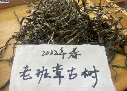 品一杯老班章古树茶