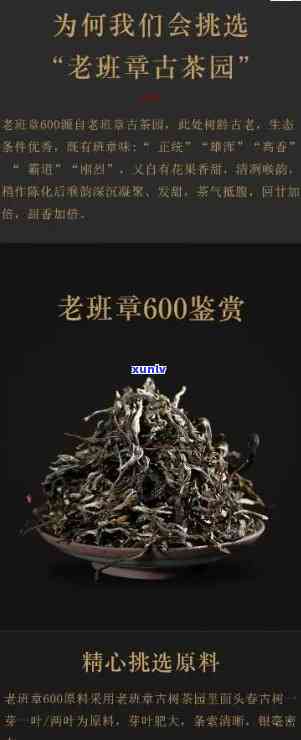 老班章600年古树