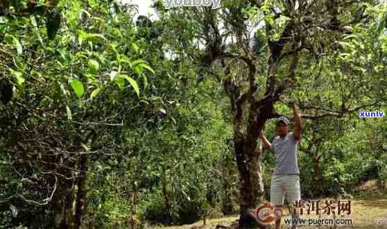 老班章茶2020年普洱茶最新价格表：雨林古树茶品解析