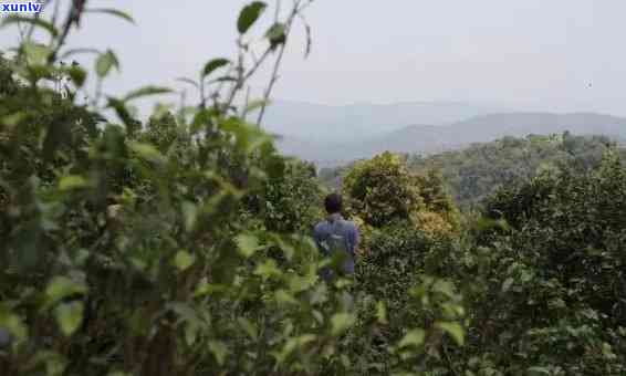 探究老班章普洱茶中的三爬与普洱茶文化深度解析