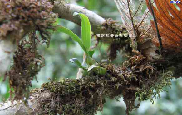 探究老班章古树茶：独特风味、显著功效与适用人群的全面解析