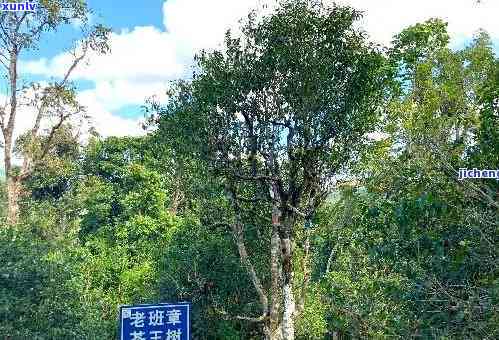 老班章古树茶王：品质、产地、历与文化的综合探索