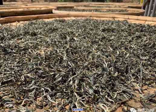 乐山老班章49号茶：一场味蕾宴的价格探究