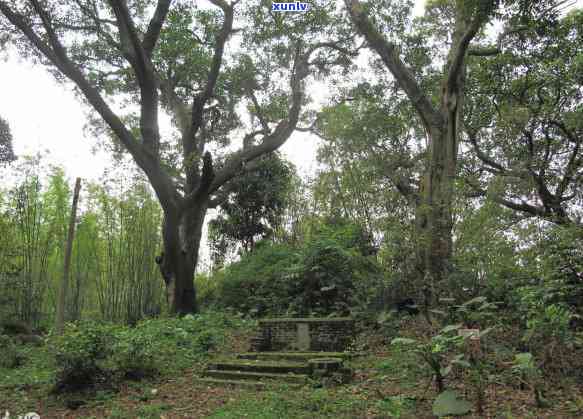 老班章易武冰岛昔归，各山头茶香独特特色揭秘