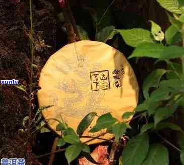 金曼松和老班章茶品对比：哪个更适合您的口味？