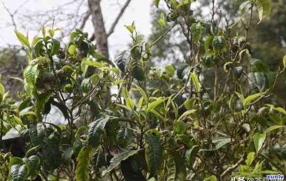 坝卡龙老班章：普洱茶中的珍稀龙古树与班章坝卡囡