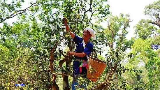 重庆有品质的老班章：探索当地特色茶叶与文化