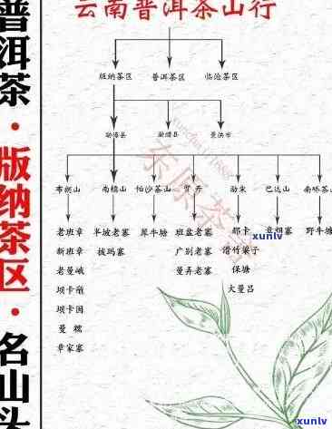 老班章山古树茶：品种、产地、口感、功效与品鉴 *** 的全面解析