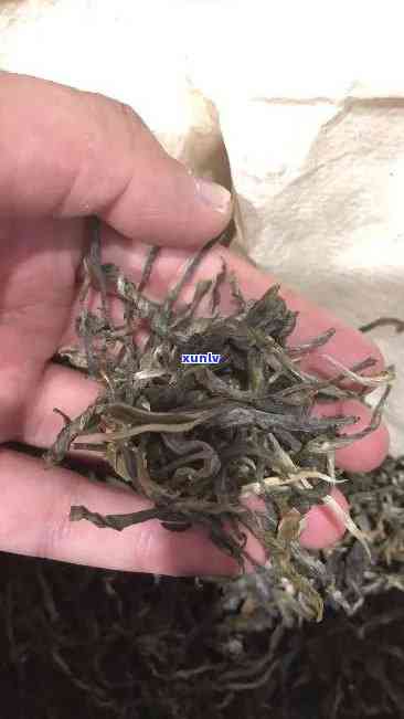 老班章茶发霉了怎么办？能不能喝？长毛了怎么办？