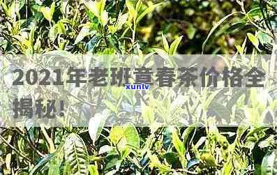 老班章古树茶2021-2024年每斤价格预测