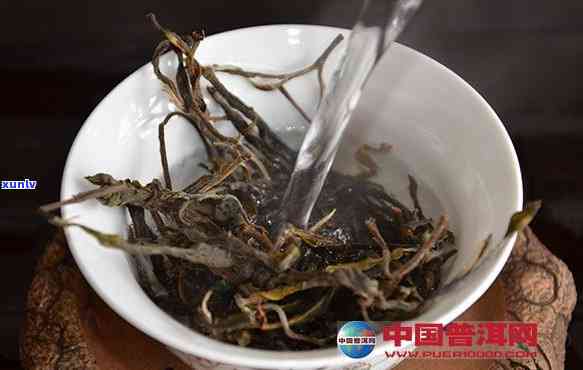 老班章新茶能泡几泡