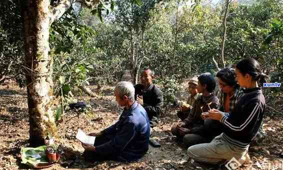 勐海老班章村：2008年大叶种晒青毛茶丰收，村委会领导富景象。