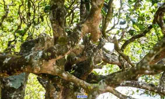 老班章古茶树的生态秘境：一款珍贵的普洱茶品