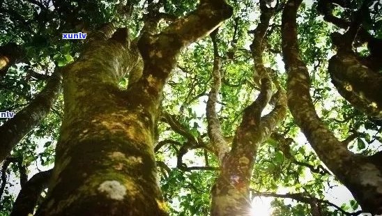 老班章古茶树的生态秘境：一款珍贵的普洱茶品
