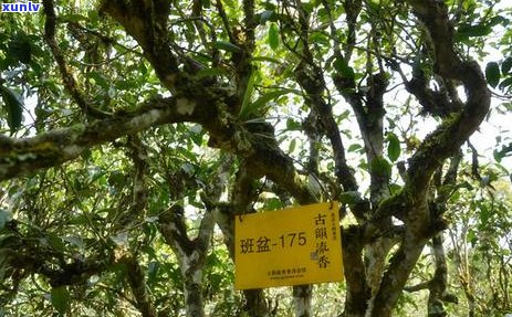 八角亭班章木古茶2004年春茶：生态有机，老寨古树品种