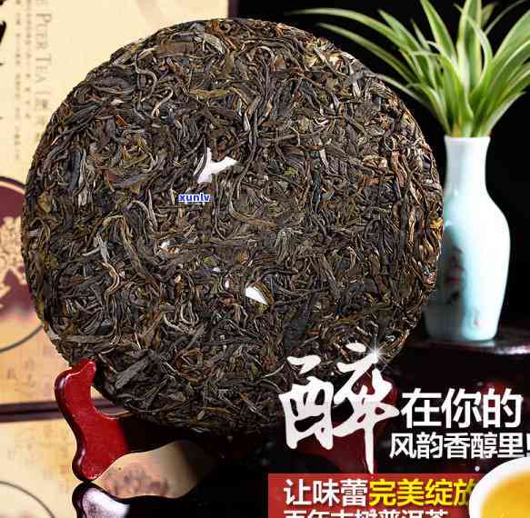 班章料古树普洱茶珍藏：和品的独特魅力与市场解析