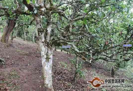 老班章与三爬茶：一场普洱茶的对比之旅