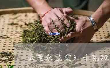 云南永益堂茶厂老班章3000克： 传承古法精心 *** 的高品质茶叶