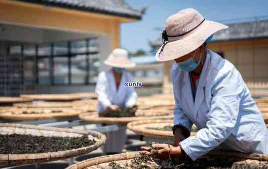 云南茗泽普洱茶厂：传承古法，打造茶叶精品