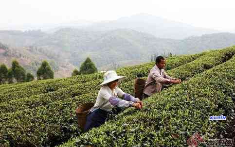 云南普洱茶绿色种植基地：环保与可持续的茶叶生产实践