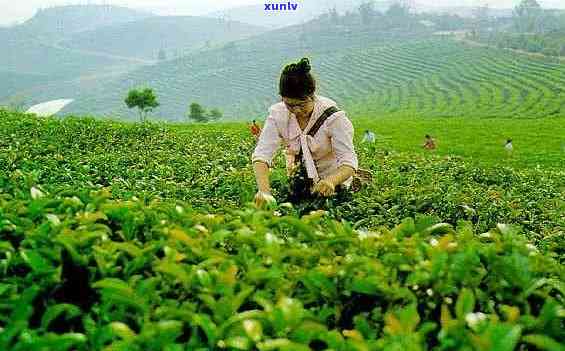 云南普洱茶绿色种植基地：环保与可持续的茶叶生产实践