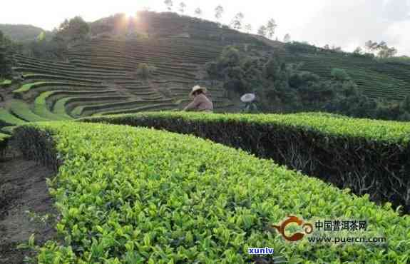 普洱茶叶基地位置及介绍