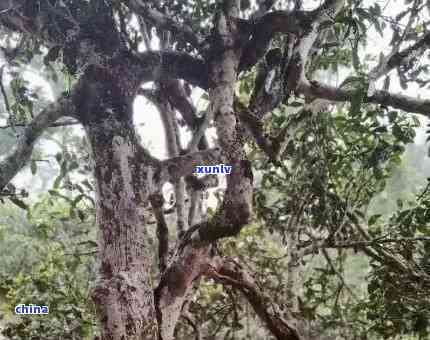 老班章千年古茶树：最老普洱茶王的传说与传承