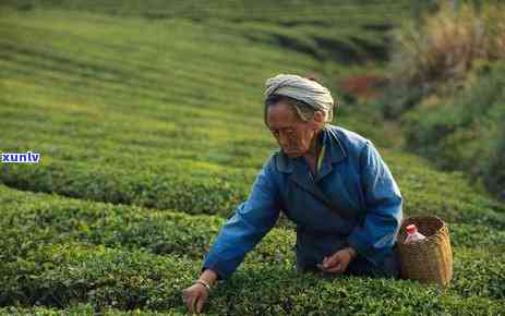 老班章村民小组茶农协会监制1000克老班章生饼茶