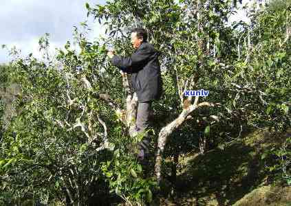 老班章产于云南哪里，云南老班章茶产地及风景区位置解析