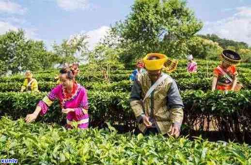 云南临沧地区与普洱茶的关联：一个地域特色与文化传承的故事