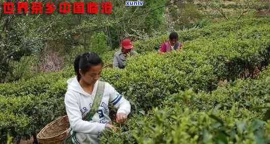 云南临沧地区与普洱茶的关联：一个地域特色与文化传承的故事