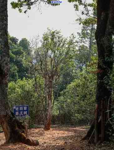 探索普洱茶的起源与顶级品质：老班章茶王地详解