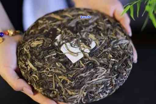 班章茶800年古树茶：历、品种、 *** 工艺及品鉴 *** 全面解析