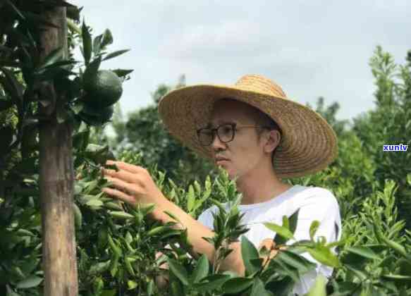 冬天品味普洱熟茶的益处：一场暖身心的茶艺之旅